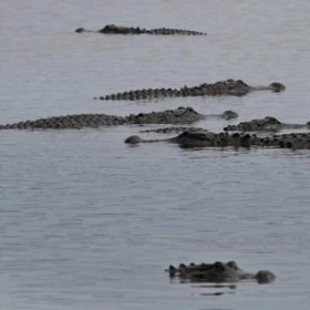 Crocodiles in Water