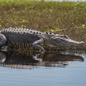 Crocodiles Near Water