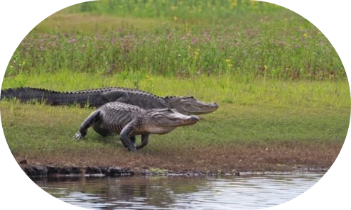 Crocodiles Running