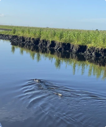 Crocodiles Swim in Water