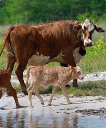 Calf With Young Cow
