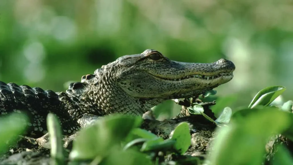 What is the Best Time of Year to See Alligators?