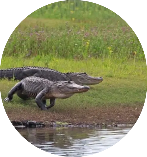 Running Crocodiles