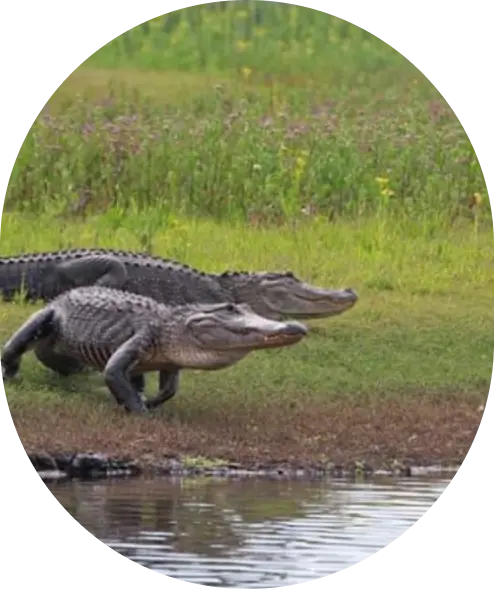 Crocodiles going in Water