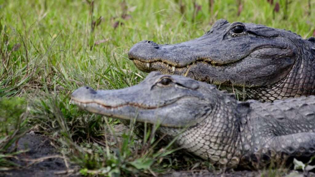 Alligator Mating Season
