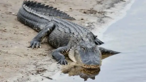 Alligator Encounters: A Thrilling Way to Experience the Real Florida