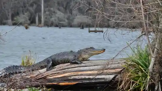 10 Amazing Alligator Facts