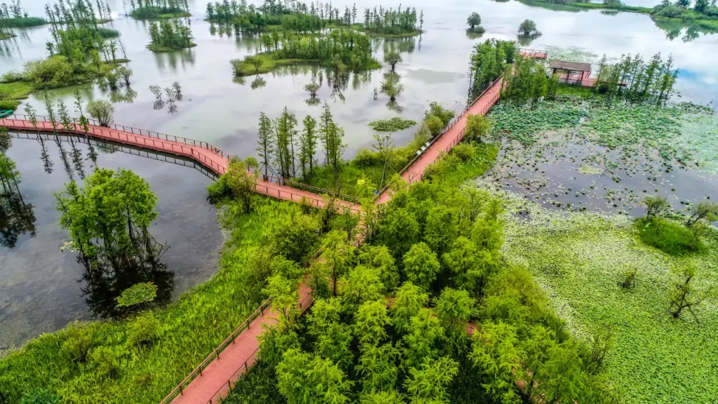 What Are Wetlands? A Simple Guide to Marshes and Swamps
