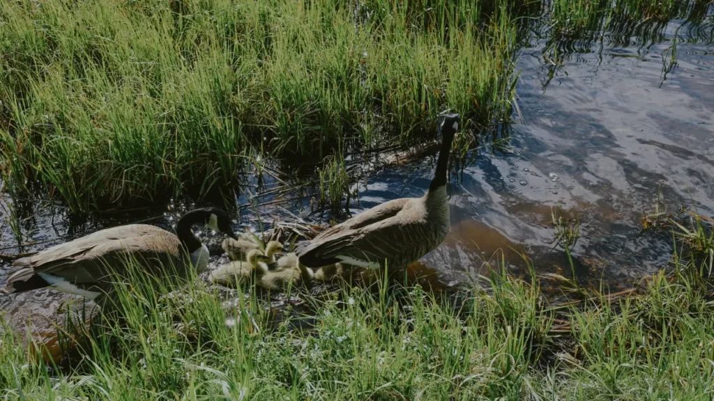 Nature Photography Tips for Swamps and Marshes